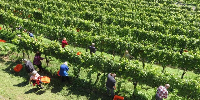 Eine ganze Reihe Helfer bei der Wümmet in Meggen LU. (Bilder Josef Scherer)