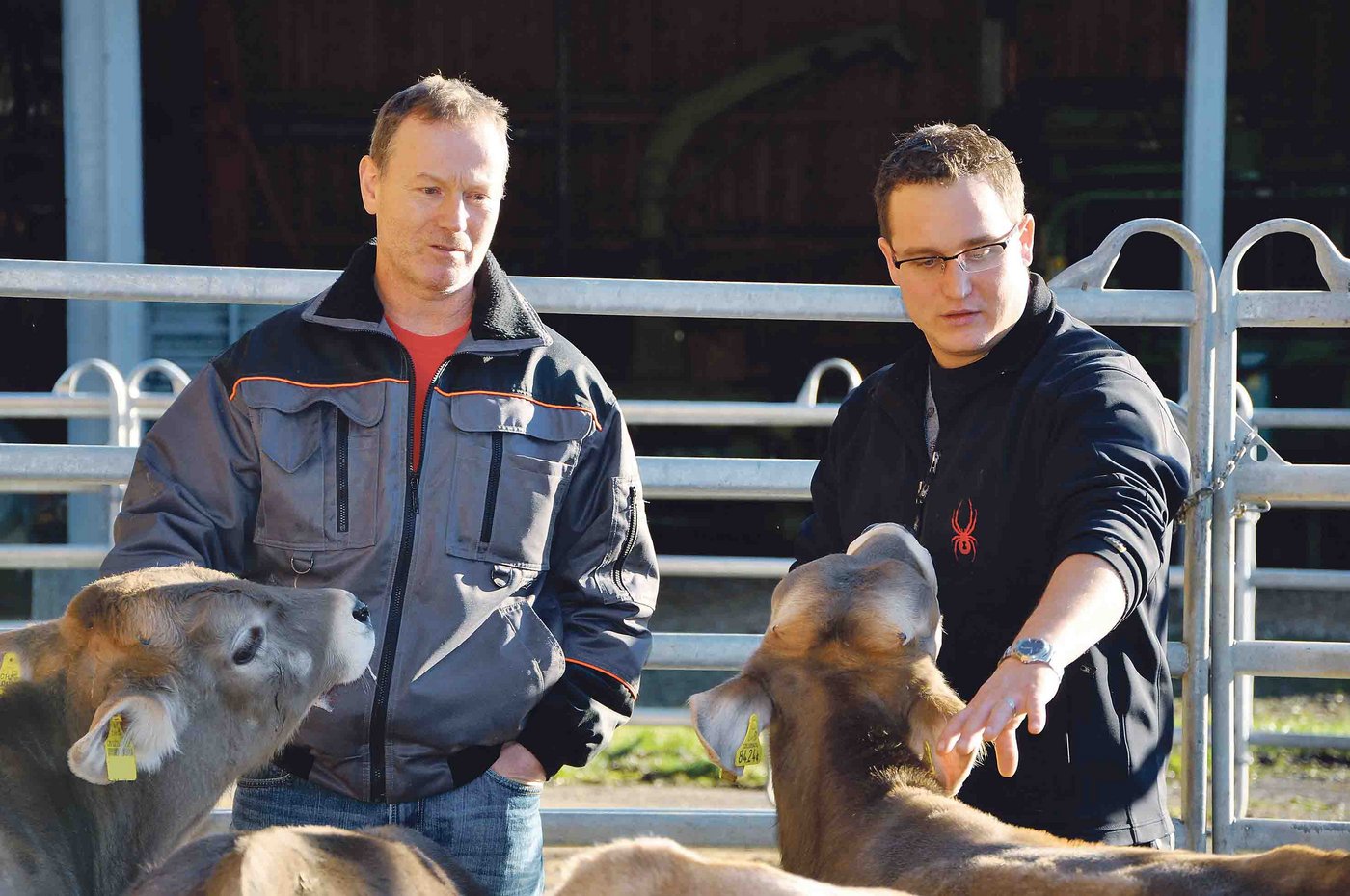 Berater Markus Stucki (rechts) begutachtet gemeinsam mit einem Kälbermäster die Tiere. (Bilder Tamara Wülser)