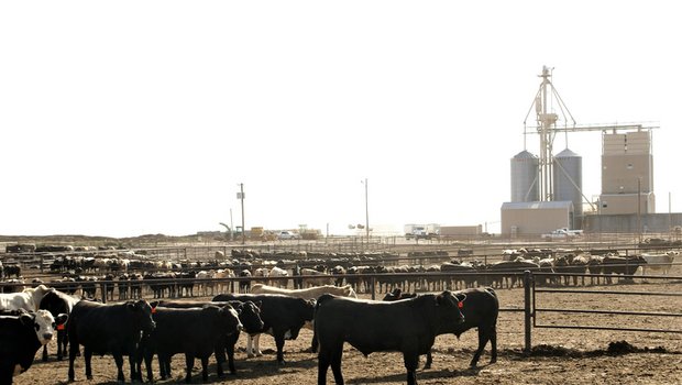 Wenig Platz für Agrobiodiversität: Feedlot in Texas. (Bild mr)