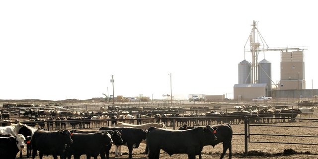Wenig Platz für Agrobiodiversität: Feedlot in Texas. (Bild mr)