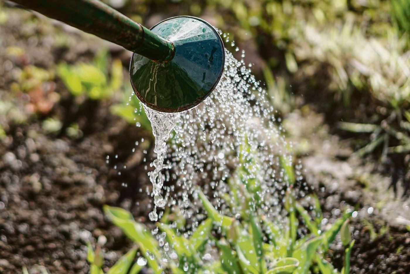 Anstelle von Giesskannen werden in Afrika Terrakotta-Gefässe verwendet, die in den Boden eingegraben werden.