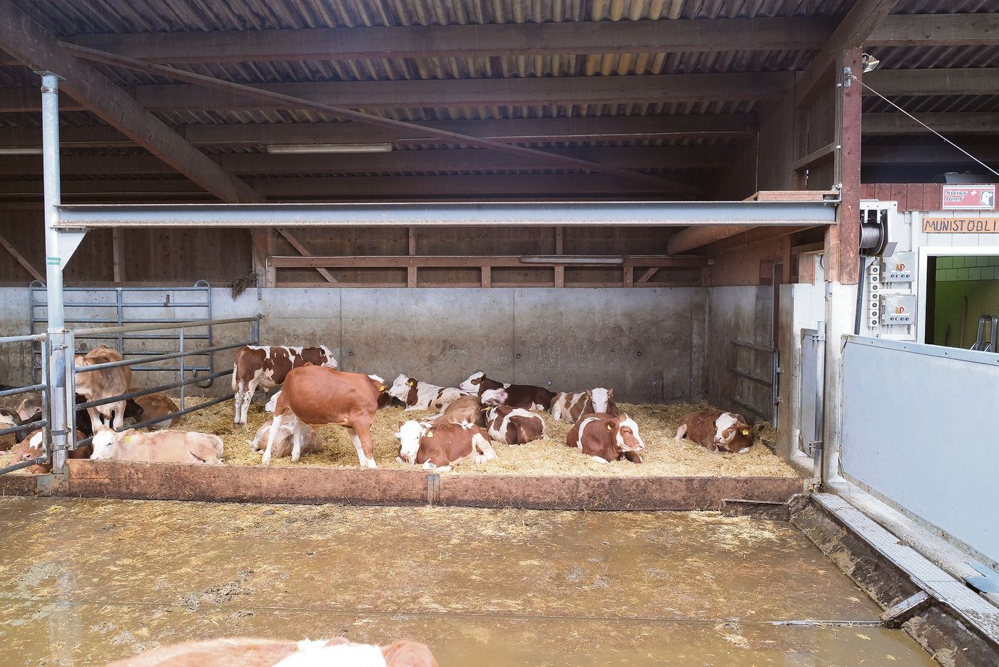 Blick in den Maststall von Familie Christen, Schenkon.  (Bild UFA)