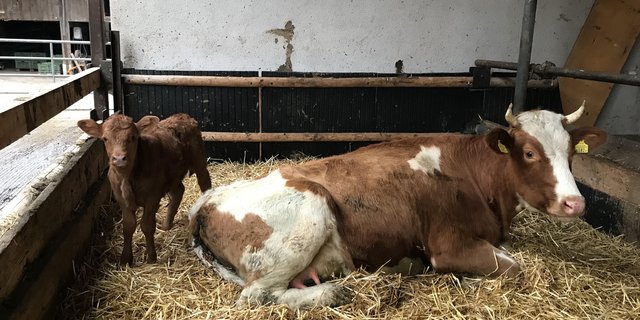 Bei der muttergebundenen Kälberaufzucht ist die Milchkuh Mutter und wird zudem gemolken. (Bild Alexandra Stückelberger)