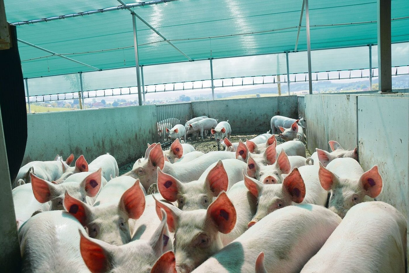 Fressenszeit: Diese Mastschweine begeben sich lautlos ins Innere an die Futtertröge.
