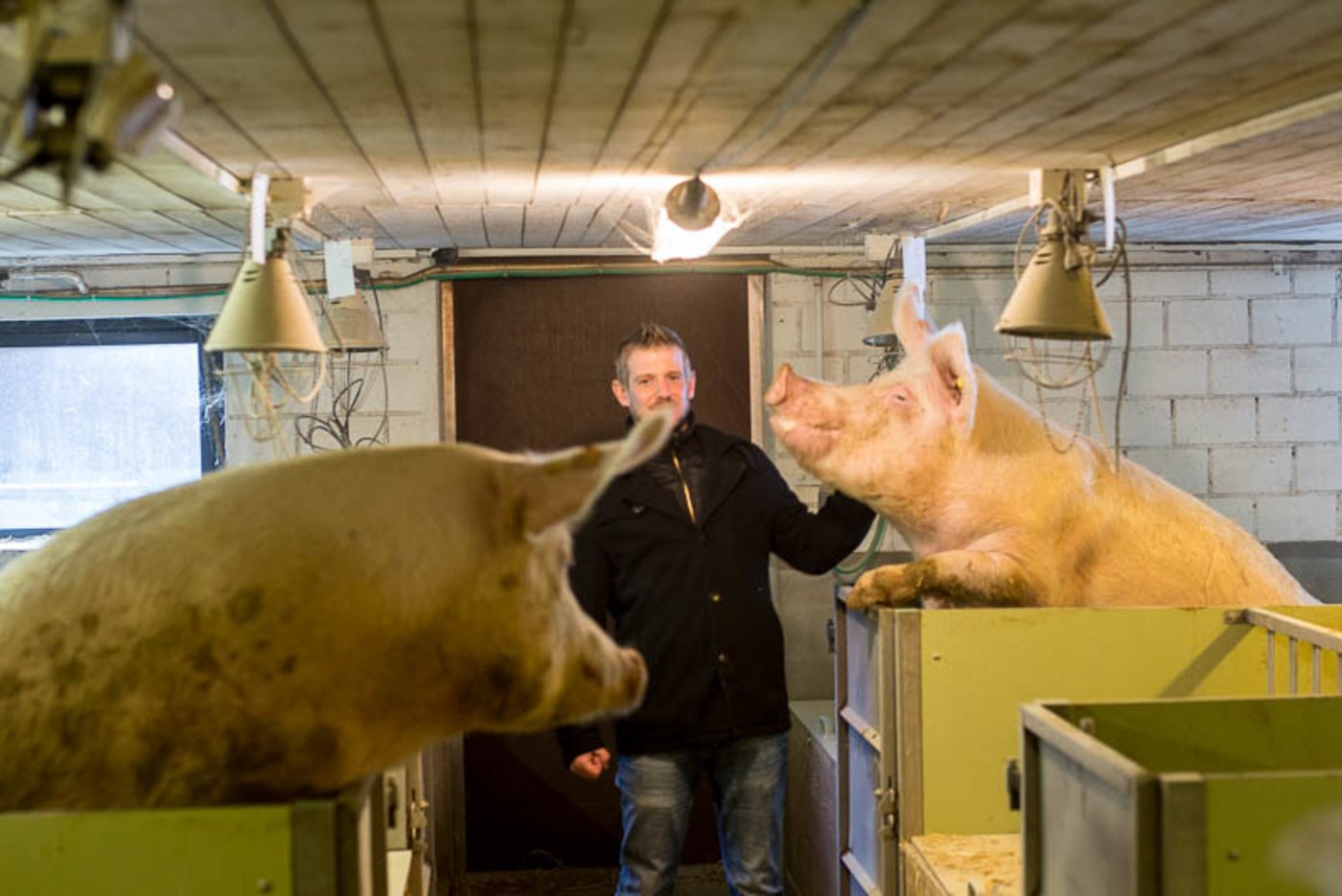 Bühler bei seinen Muttersauen kurz vor der Fütterung. Weil bereits der Angestellte mit dem Futter bereitsteht, steigen sie auf den Rand ihrer Buchten.