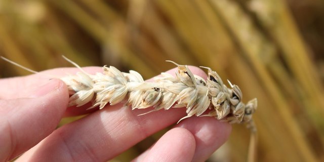 Krankheiten wie Stinkbrand werden über Saatgut übertragen und können hohe Ernteverluste verursachen. ( Seraina Klaus/Agroscope)