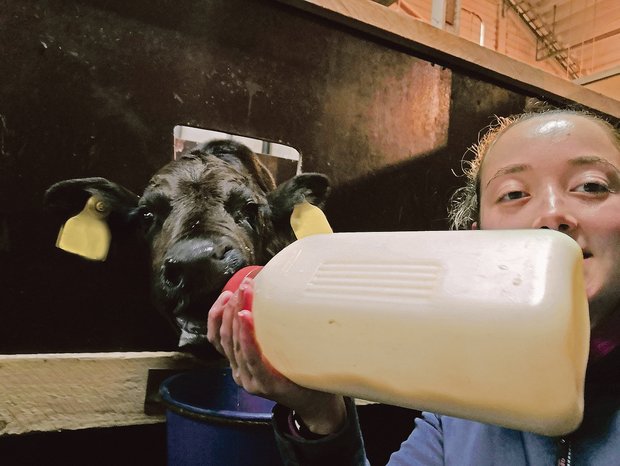 Kathrin Wegmann bei ihrer Lieblingsarbeit auf dem Gastbetrieb: den Kälbchen die Flasche geben. Sie hat vieles über Kühe und Kälber gelernt bei ihrem Austausch. (Bilder Kathrin Wegmann)
