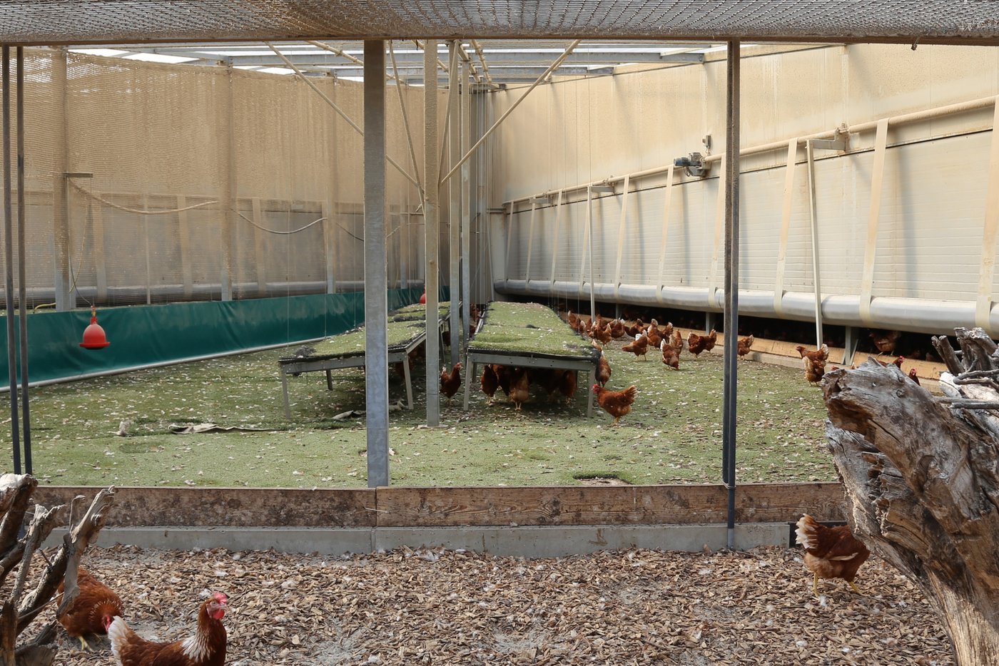 Der Kunstrasen-Teppich soll die natürliche Umgebung möglichst genau widergeben. (mg)