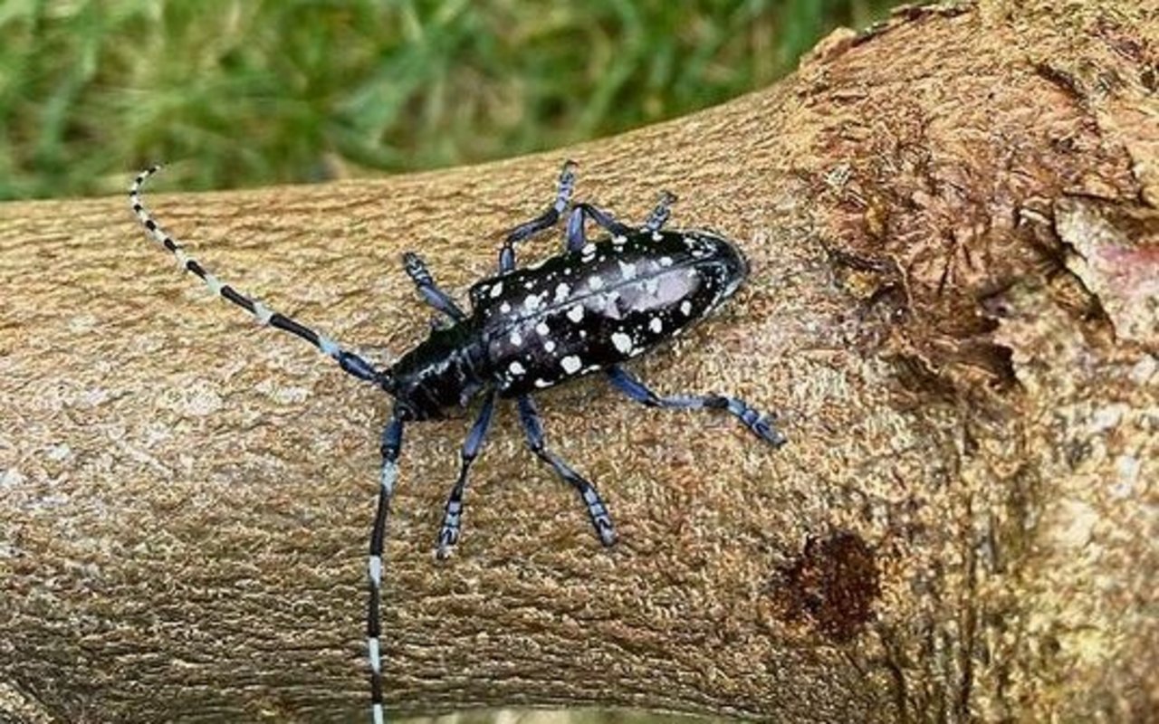 So sieht der gefährliche Schädling aus. Typisch sind grosse Ausfluglöcher im befallenen Holz. 