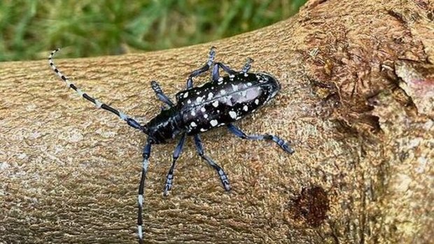 So sieht der gefährl So sieht der gefährliche Schädling aus. Typisch sind grosse Ausfluglöcher im befallenen Holz.