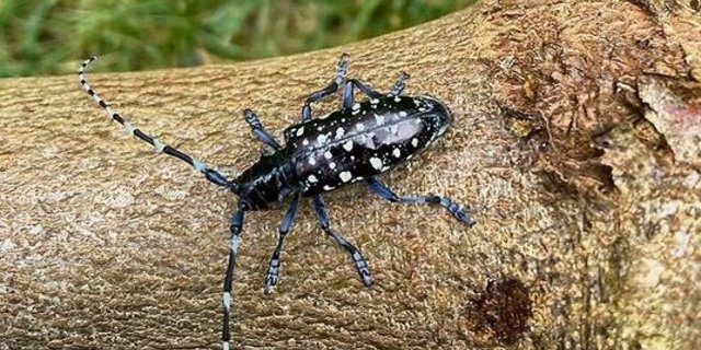 So sieht der gefährliche Schädling aus. Typisch sind grosse Ausfluglöcher im befallenen Holz. 