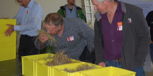 Nicht immer sieht man dem Heu den Schimmel auf Anhieb an. Oft kann man ihn aber «erriechen». (Bild: 1/3 / Bilder: Julia Schwery)