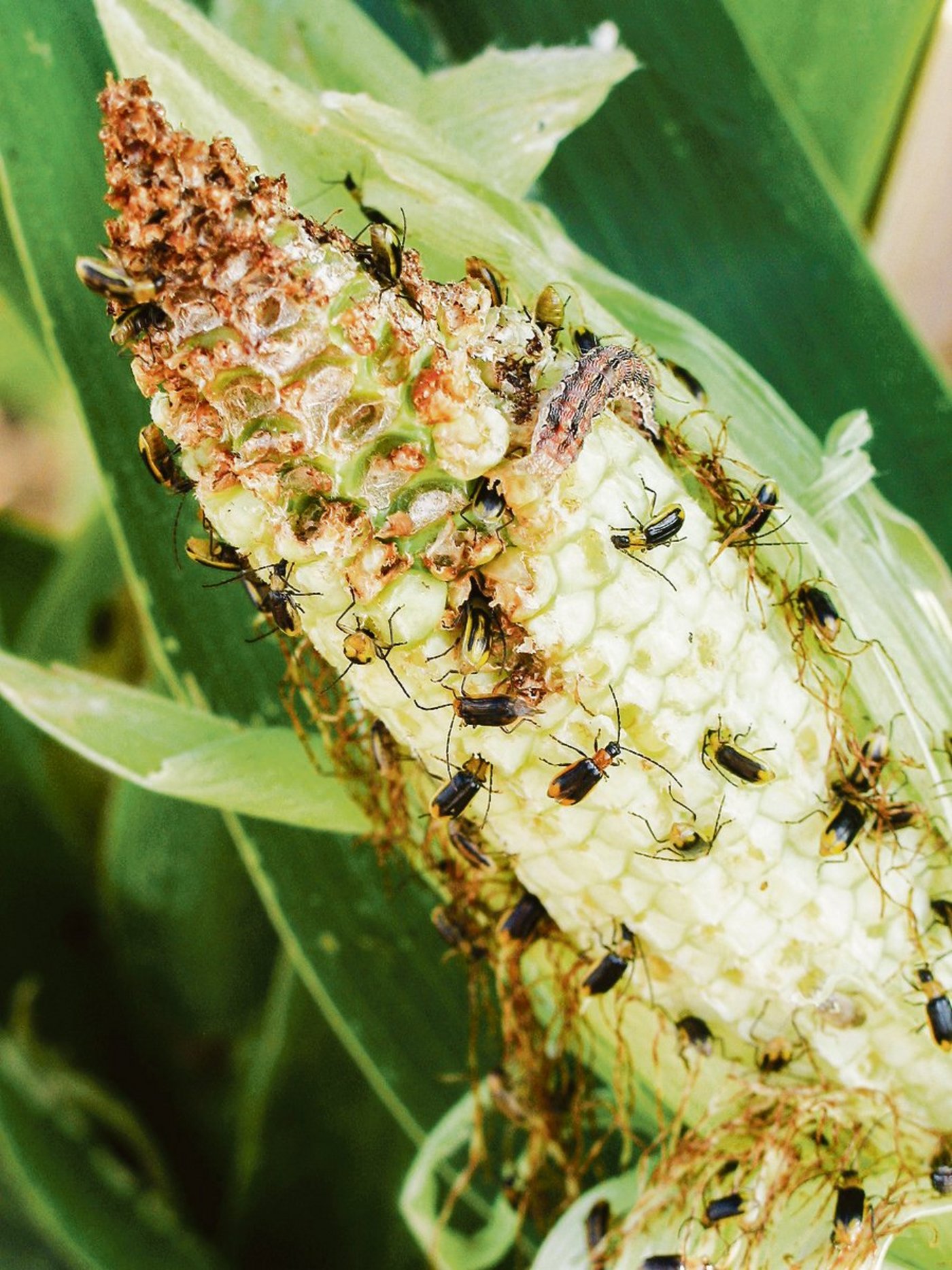 Zunehmende Fallenfänge von Maiswurzelbohrern in den Grenzregionen gefährden die Schweiz. (Bild BauZ)