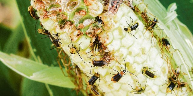 Zunehmende Fallenfänge von Maiswurzelbohrern in den Grenzregionen gefährden die Schweiz. (Bild BauZ)