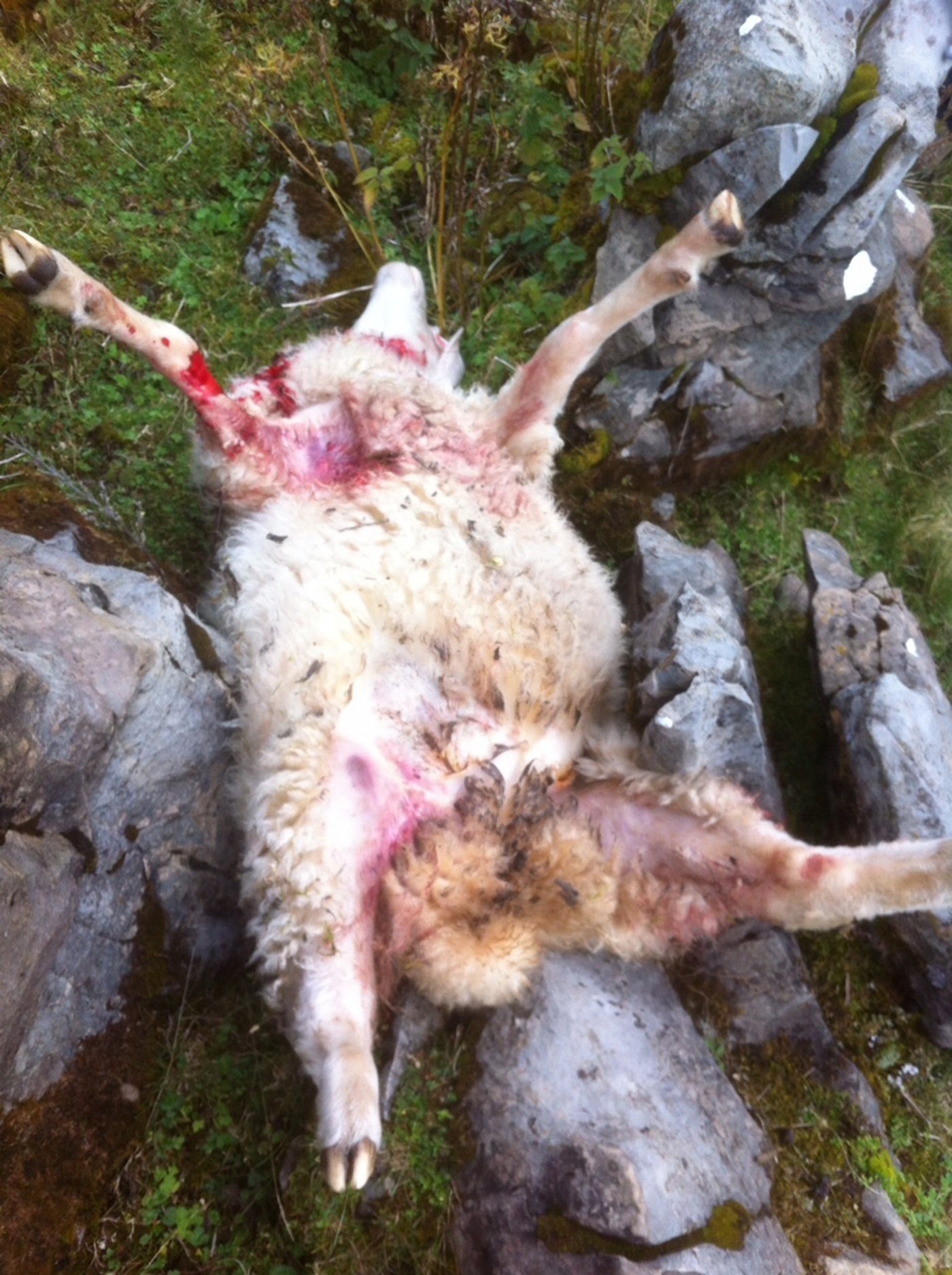 Die Rissmuster weisen offenbar auf einen Wolf hin.