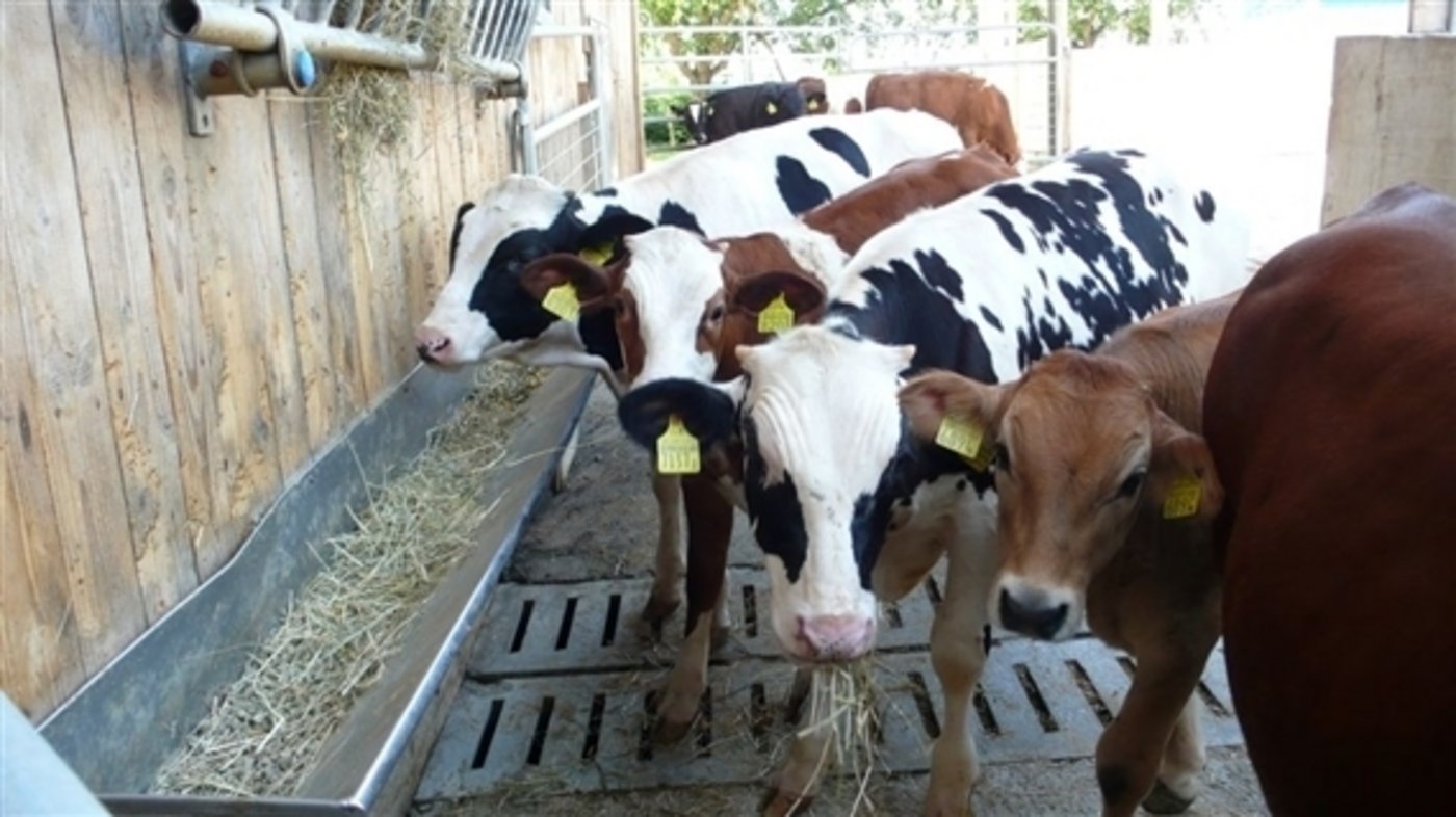 Tränkekälber der Topqualität, wie zB. der Limousin F1-Typ vorne rechts gehören zum Gefragtesten, was es derzeit auf den Schlachtvieh-Märkten gibt. (Bild BauZ)