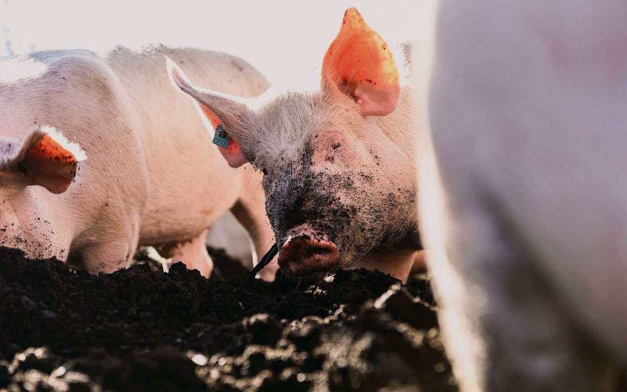 Schweine lieben es, im Dreck zu suhlen und im Boden zu wühlen.