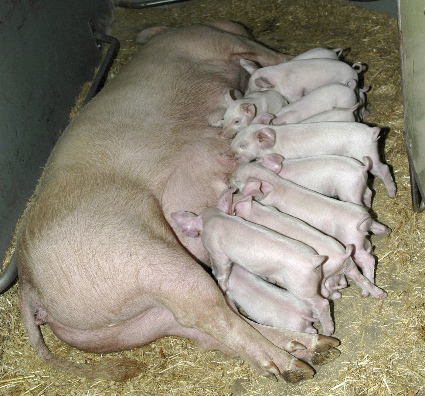 Die Wurfgrösse ist bei der Schweinezucht nicht das einzige Kriterium, dass es zu berücksichtigen gilt. (Bild Suisag/lid)
