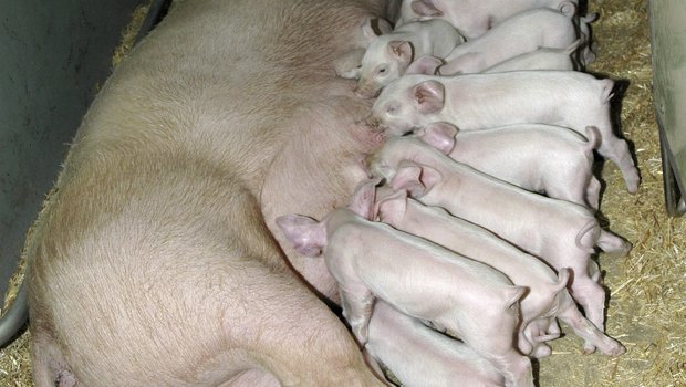Die Wurfgrösse ist bei der Schweinezucht nicht das einzige Kriterium, dass es zu berücksichtigen gilt. (Bild Suisag/lid)