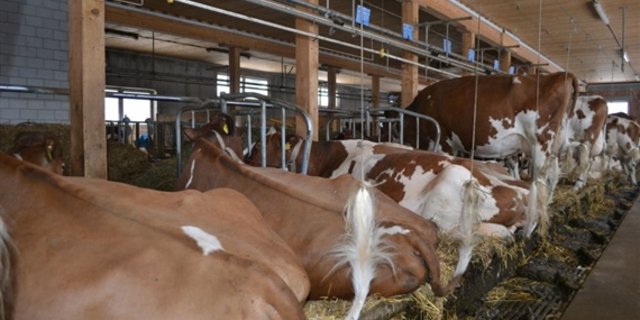 Neue Anbindeställe werden in der Schweiz kaum mehr gebaut. In Deutschland geht der Trend in die selbe Richtung.  (Bild Julia Schwery) 