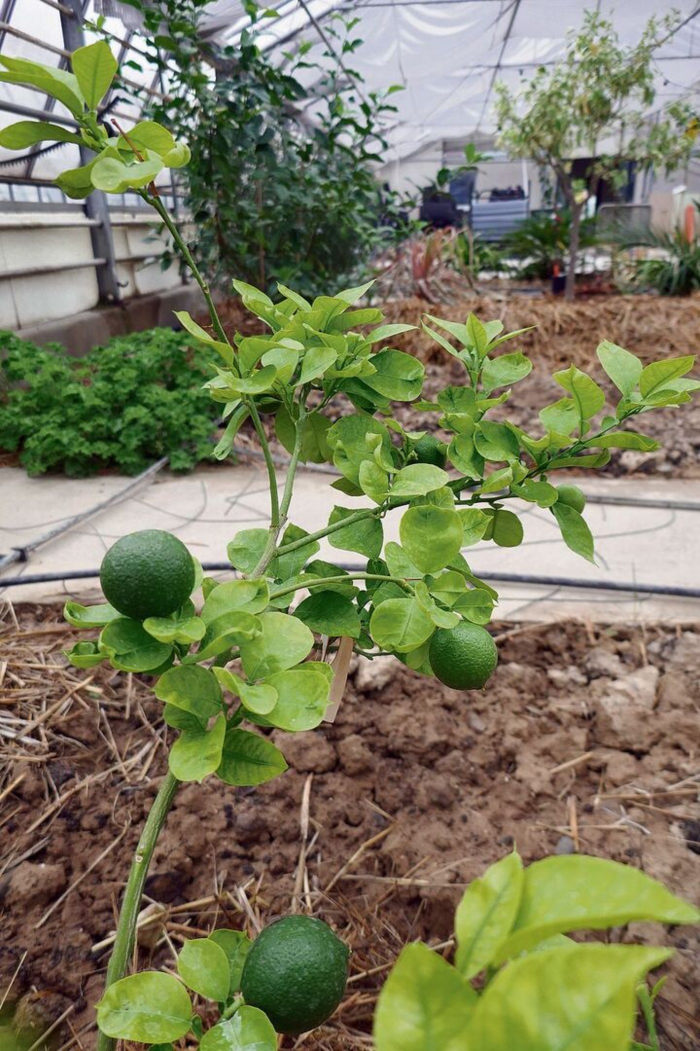 Yuzu wird seit Tausenden von Jahren im mittleren Yangtze-Becken in China angebaut. Im reifen Zustand sind die Früchte gelb.