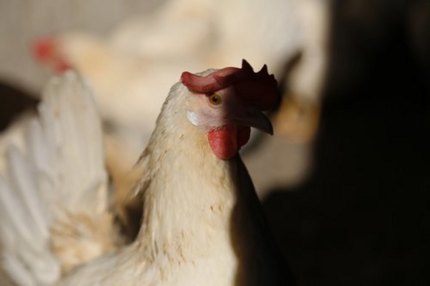Künftig soll bereits im Ei erkannt werden, ob das künftige Küken männlich oder weiblich wird. (Bild ji)