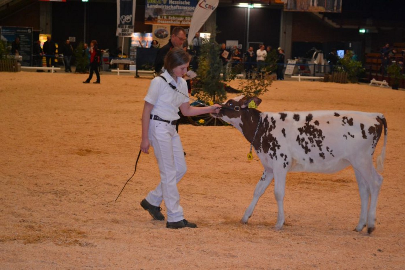 Für 33'000 Euro wurde das vier Monate alte Kalb Perfect Aiko Candy P an der Auktion verkauft.