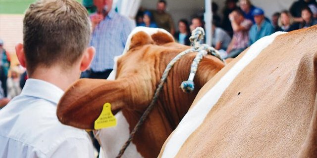 Werden Kühe im Ring öffentlich versteigert, herrscht zwar eine maximale Transparenz, dennoch lässt sich zwischen Ring und Stall noch Geld verdienen. (Bild dj)