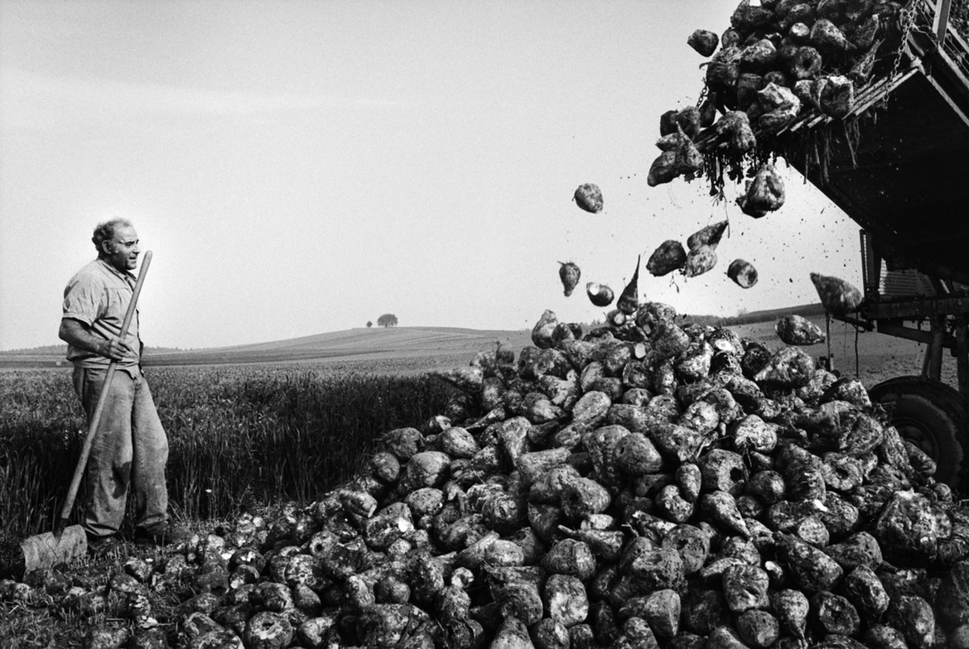 Hans Wüthrich beobachtet die Bunkerleerung bei der Zuckerrübenernte, die er von einem anderen Bauern ausführen lässt. (Bild Tomas Wüthrich)
