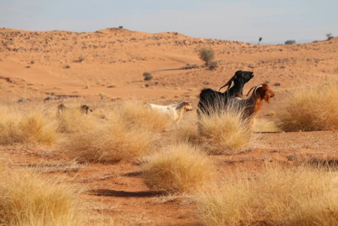 Auch in der kargen Vegetation der Wüste sind überall kleine Ziegenherden zu entdecken. (Bilder Ann Schärer)