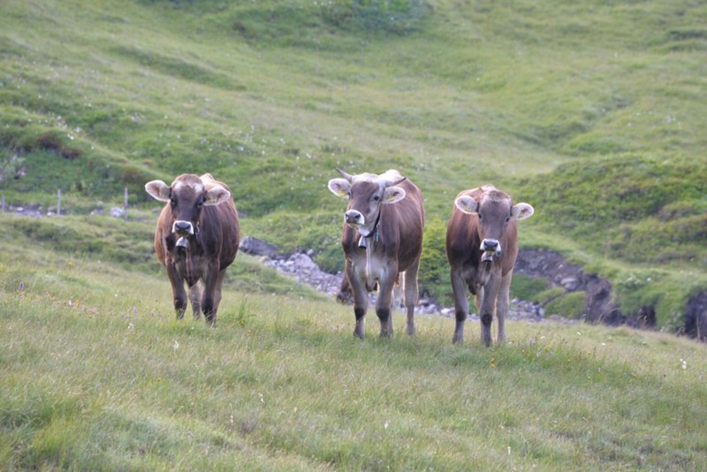 BVD wird leicht übertragen – besonders von lebenslänglich ansteckenden PI-Tieren. (Symbolbild BauZ)