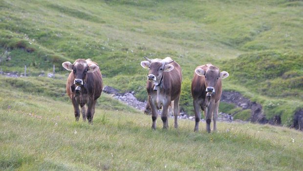 BVD wird leicht übertragen – besonders von lebenslänglich ansteckenden PI-Tieren. (Symbolbild BauZ)