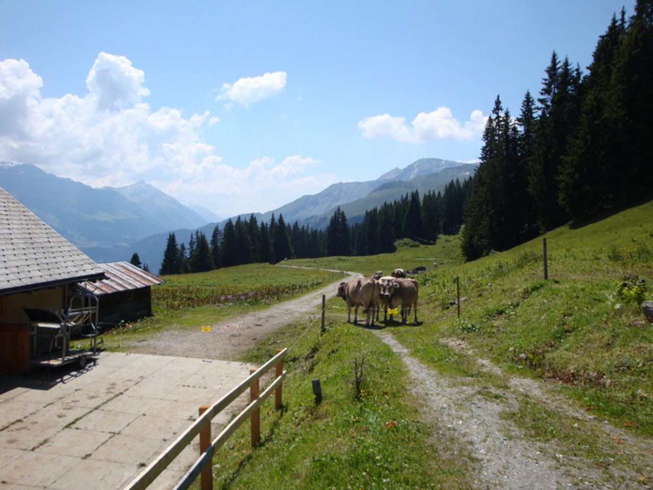 Jährlich werden rund 5'000 Tonnen Schweizer Alpkäse in sorgsamer Handarbeit produziert. (Symbolbild lid)