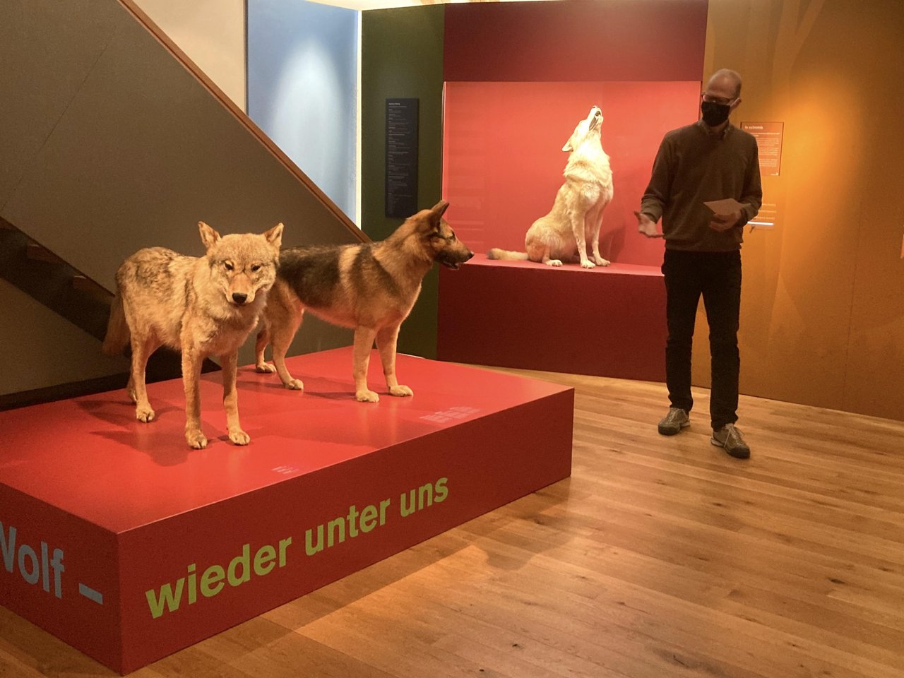 Museumsdirektor Hannes Geisser zeigt die neue Ausstellung «Wolf - wieder unter uns». Im Vordergrund zwei Präparate: links ein Wolf, rechts ein Schäferhund. (Bilder Alexandra Stückelberger)