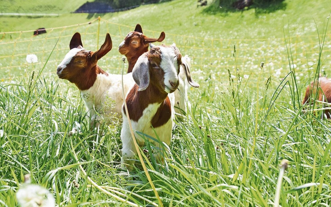 Die glücklichen Ziegen geniessen das Leben auf den Wiesen hoch über dem Walensee. 