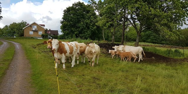 Gelder gibt es künftig nur noch gegen Umweltleistungen. Hier eine Rinderhaltung in Schweden. (Bild ji)