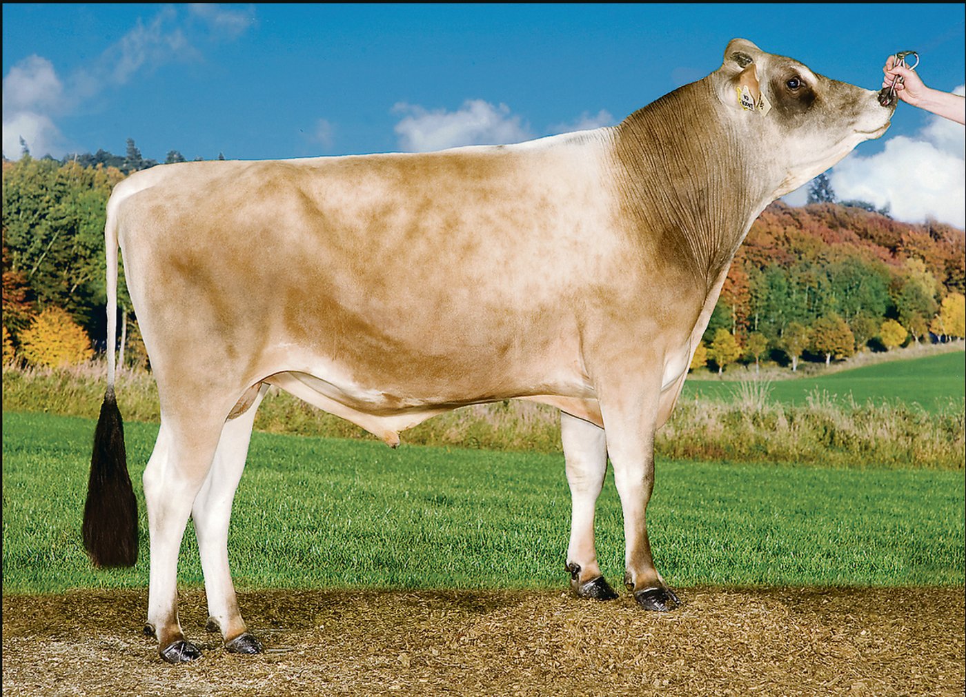 VJ Hjort führt die Rangliste nach Milchwert der Jerseystiere nach dem Schweizer-Zuchtwert an. (Bild aa)