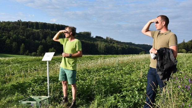 Die Aussichten für krankheitsresistente und stabile Kartoffelsorten stehen gut. Hier im Feld von Christoph Hauert in Bibern SO. (Bild sjh)