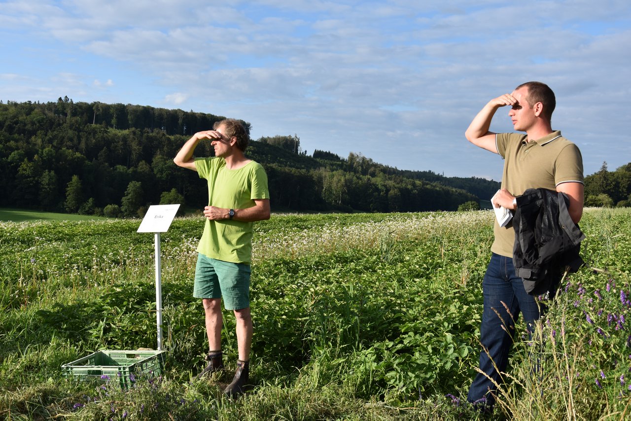 Die Aussichten für krankheitsresistente und stabile Kartoffelsorten stehen gut. Hier im Feld von Christoph Hauert in Bibern SO. (Bild sjh)