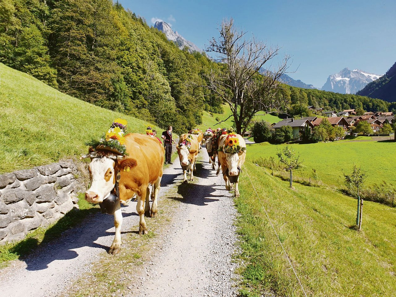 Die Simmentalerkühe der Familie Chervets gehen im Sommer auf die Alp Inner-Iselten bei der Schynige Platte. Der Alpabzug im Herbst bis nach Unterseen BE ist jeweils ein Höhepunkt.(Bild Familie Chervet)