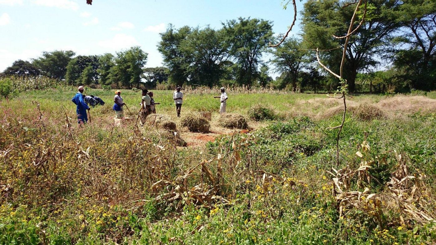 In den Workshops für KleinbäuerInnen vermittelt das landwirtschaftliche Bildungszentrum Kasisi (KATC) praktisches Wissen. Hier Kursteilnehmende bei der Heukonservierungsübung. (Bild 1/10 / Bilder Markus Schär)
