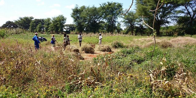In den Workshops für KleinbäuerInnen vermittelt das landwirtschaftliche Bildungszentrum Kasisi (KATC) praktisches Wissen. Hier Kursteilnehmende bei der Heukonservierungsübung. (Bild 1/10 / Bilder Markus Schär)