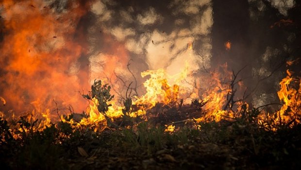 Die SP will gegen die Zerstörung des Regenwalds vorgehen. (Symbolbild Pixabay)