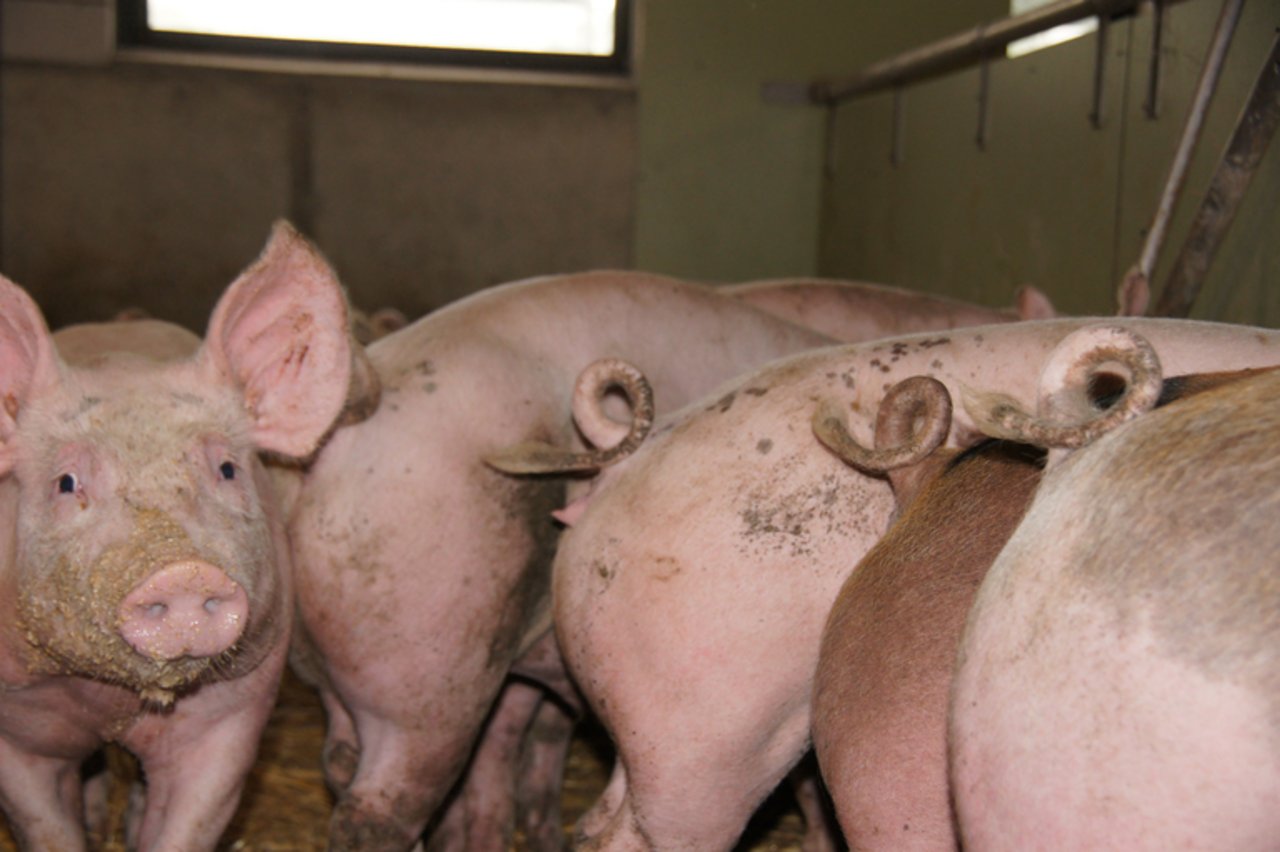 Micarna und IP-Suisse fördern die Zucht von Schweizer Edelschweinen. (Symbolbild lid)