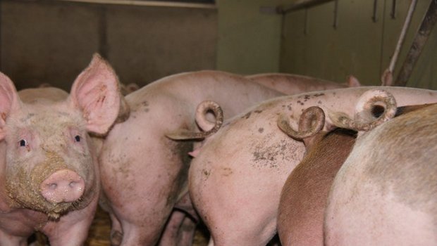 Micarna und IP-Suisse fördern die Zucht von Schweizer Edelschweinen. (Symbolbild lid)