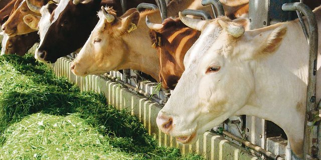 Bei hohen Temperaturen, wenig Schatten auf der Weide und einer grossen Insektenplage fühlen sich Kühe im Stall wohler – wenn das Stallklima stimmt.(Bild  BauZ)