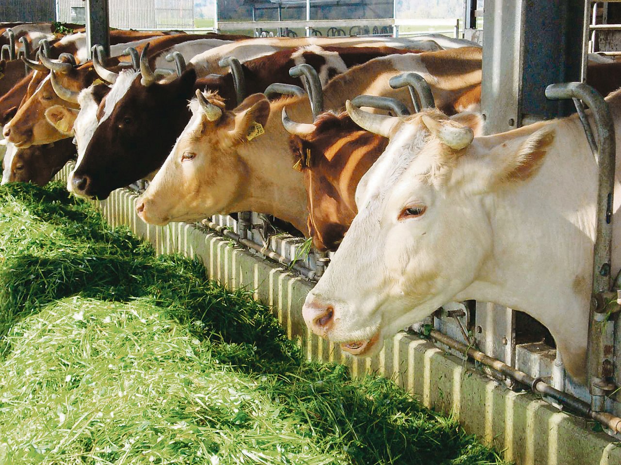 Bei hohen Temperaturen, wenig Schatten auf der Weide und einer grossen Insektenplage fühlen sich Kühe im Stall wohler – wenn das Stallklima stimmt.(Bild BauZ)