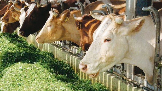 Bei hohen Temperaturen, wenig Schatten auf der Weide und einer grossen Insektenplage fühlen sich Kühe im Stall wohler – wenn das Stallklima stimmt.(Bild BauZ)
