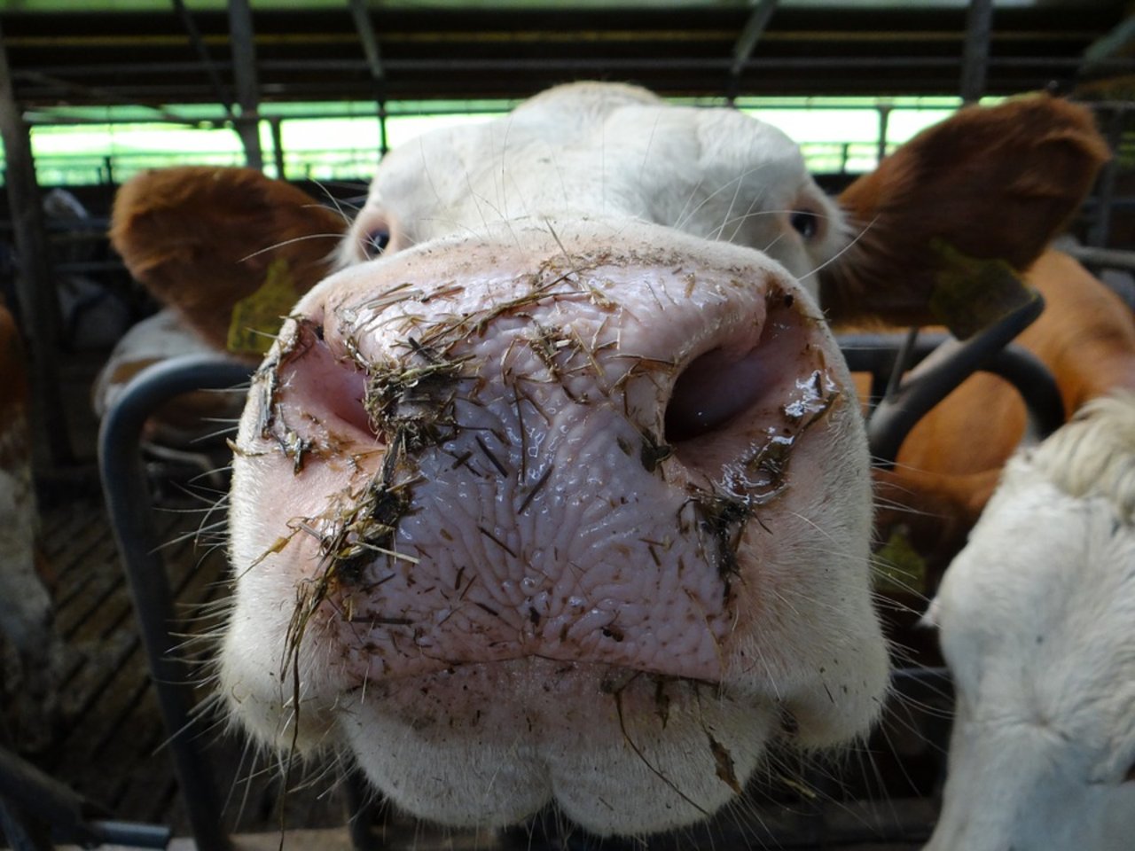 Laut der Verordnung für die Kontrollen von Landwirtschaftsbetrieben müssen Kontrollen unangemeldet auf Bauernhöfen stattfinden, um zu klären, ob Bauern die Tierschutzanforderungen einhalten. (Symbolbild Pixabay)