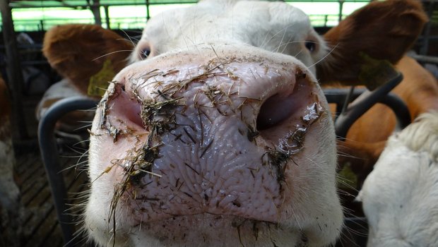 Laut der Verordnung für die Kontrollen von Landwirtschaftsbetrieben müssen Kontrollen unangemeldet auf Bauernhöfen stattfinden, um zu klären, ob Bauern die Tierschutzanforderungen einhalten. (Symbolbild Pixabay)